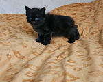 Кошки в Перми: Котята в Дар Мальчик, Бесплатно - фото 1