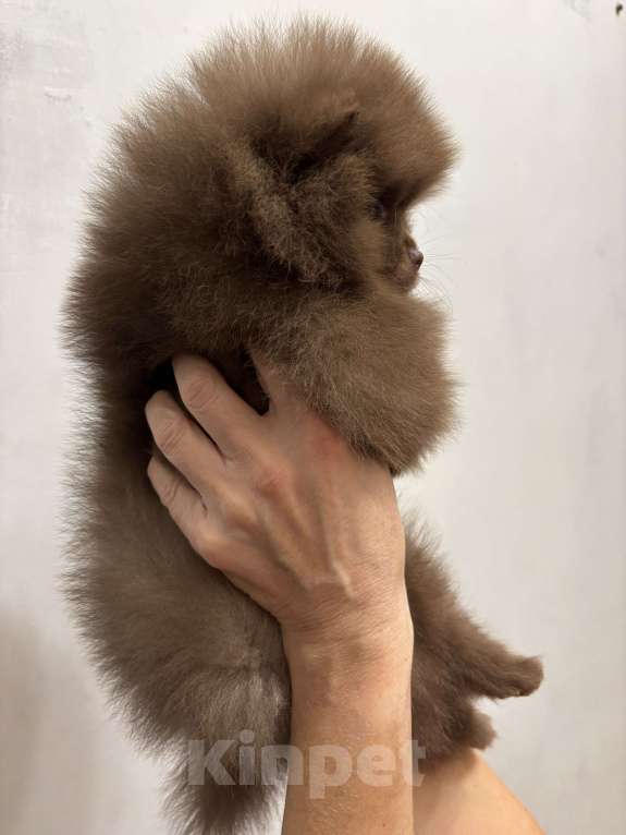 Собаки в Великом Новгороде: Померанский шпиц продажа Мальчик, 70 000 руб. - фото 4