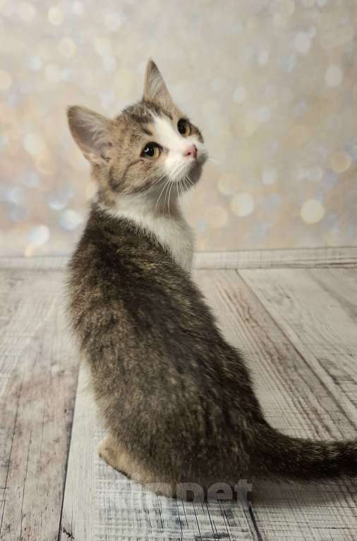 Кошки в Москве: Котёнок в добрые руки  Мальчик, Бесплатно - фото 3