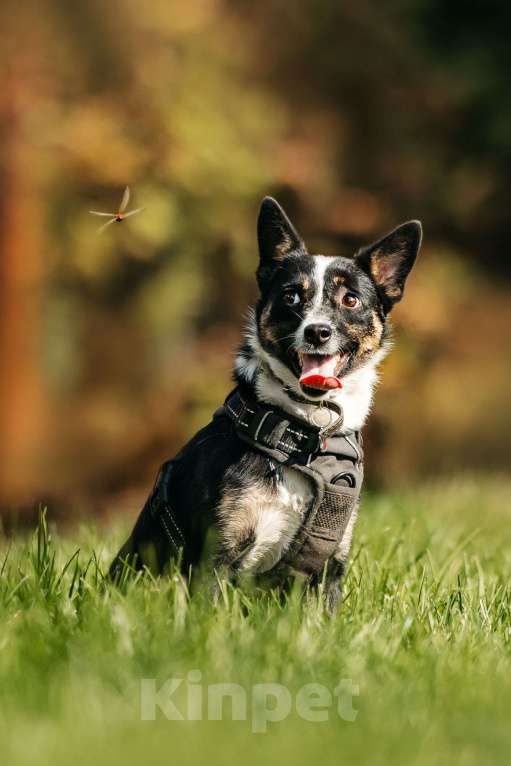 Собаки в Москве: Очаровательная маленькая собачка Налла в дар Девочка, 1 руб. - фото 8