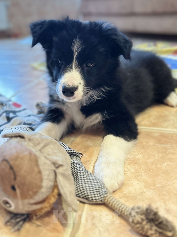 Собаки в Москве: Бордер колли щенок девочка Девочка, 75 000 руб. - фото 5