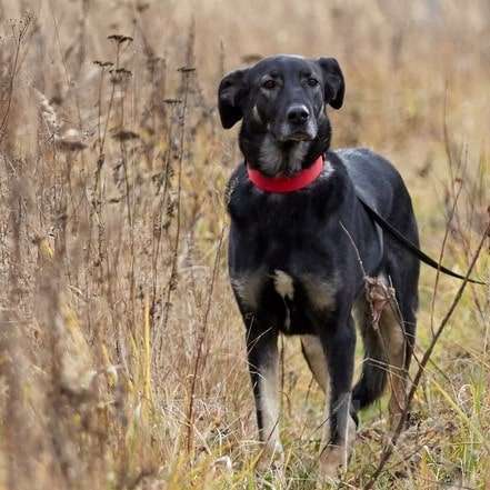 Собаки в Москве: Рута Девочка, Бесплатно - фото 5