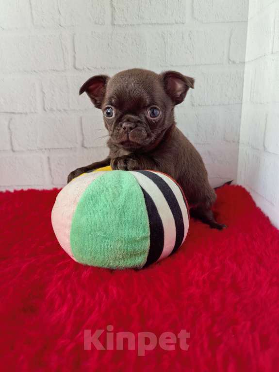 Собаки в Санкт-Петербурге: Шоколадный малыш Мальчик, 60 000 руб. - фото 2