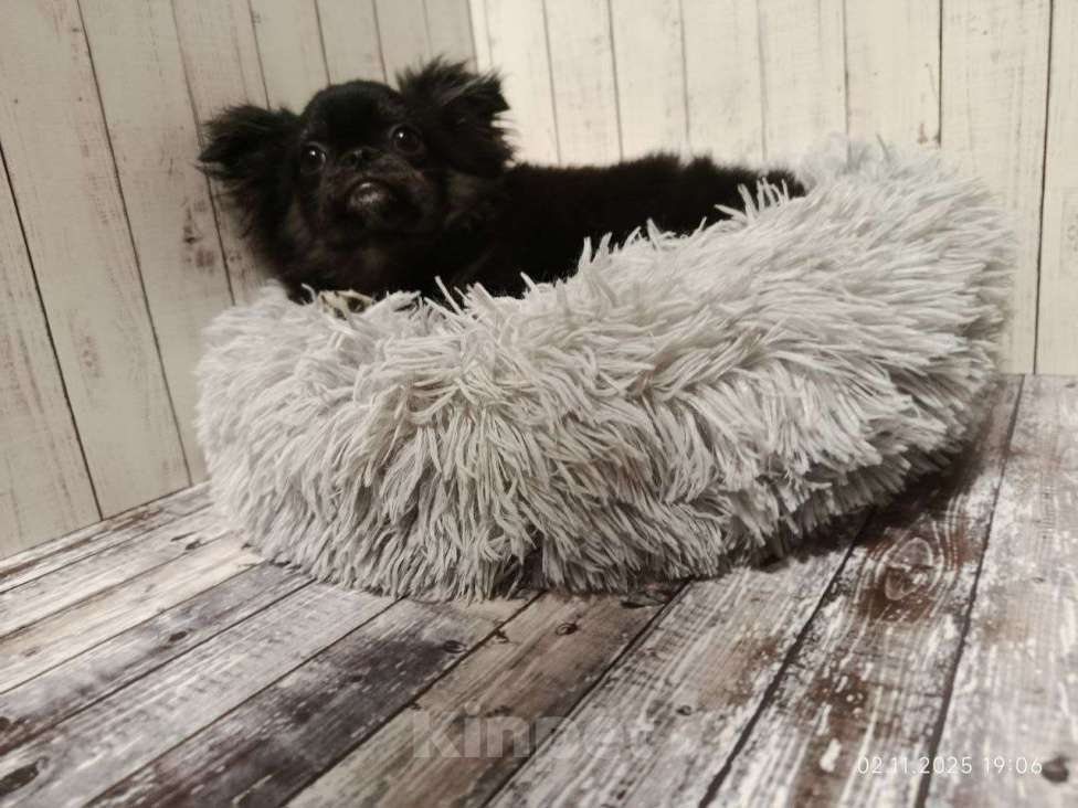 Собаки в Клине: Ёжик Мальчик, 25 000 руб. - фото 1