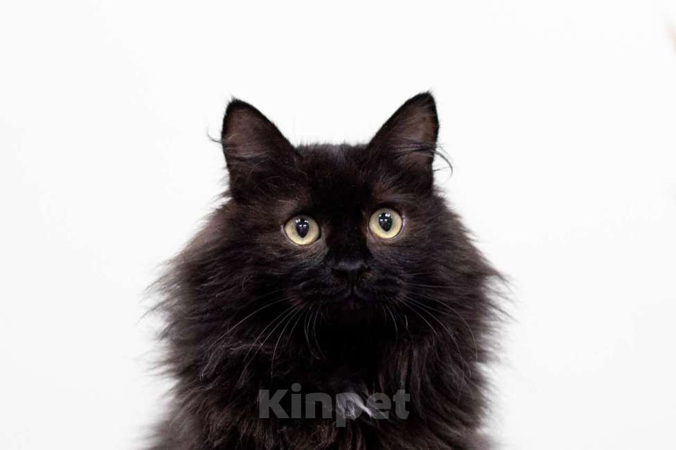 Кошки в Москве: кот Банан добрые руки Мальчик, Бесплатно - фото 5