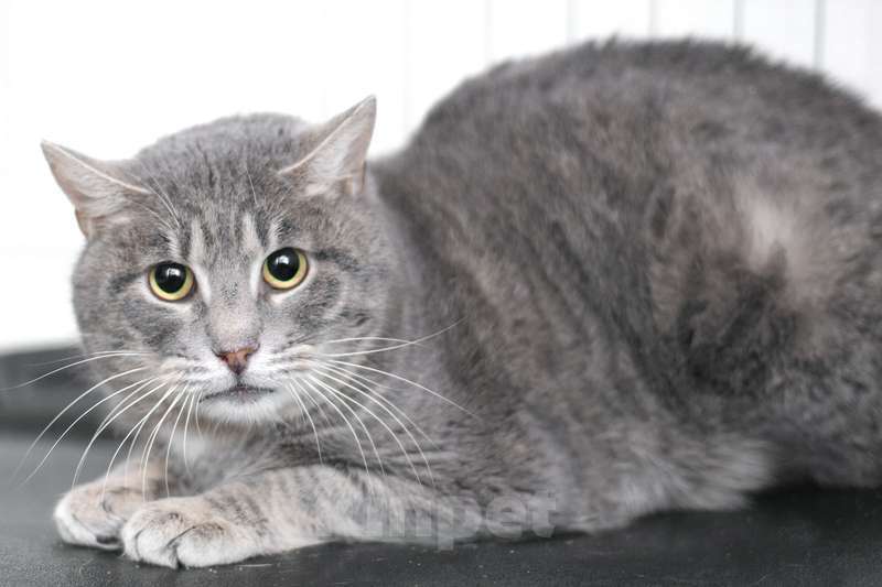 Кошки в Москве: Дважды преданный красивый кот Гермес в добрые руки Мальчик, 1 руб. - фото 5