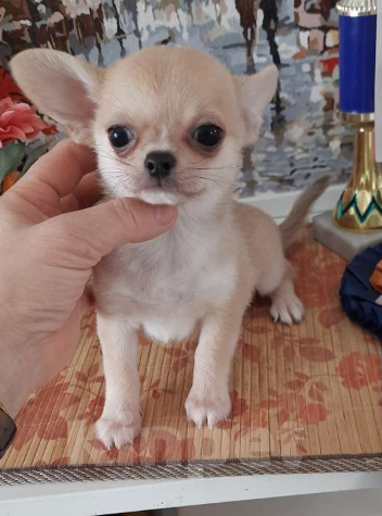 Собаки в Москве: Рыжий мальчик чихуахуа Мальчик, 25 000 руб. - фото 5