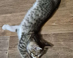Кошки в Саратове: Котёнок Мальчик, Бесплатно - фото 10