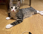 Кошки в Москве: Котенок Томас в добрые руки Мальчик, Бесплатно - фото 3