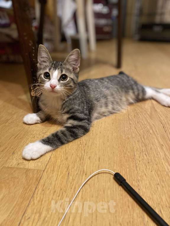 Кошки в Москве: Котенок Томас в добрые руки Мальчик, Бесплатно - фото 3