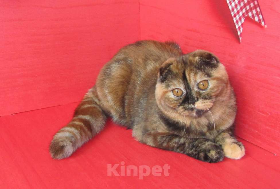 Кошки в Санкт-Петербурге: шотландская кошечка в разведение или в любимцы Девочка, Бесплатно - фото 4