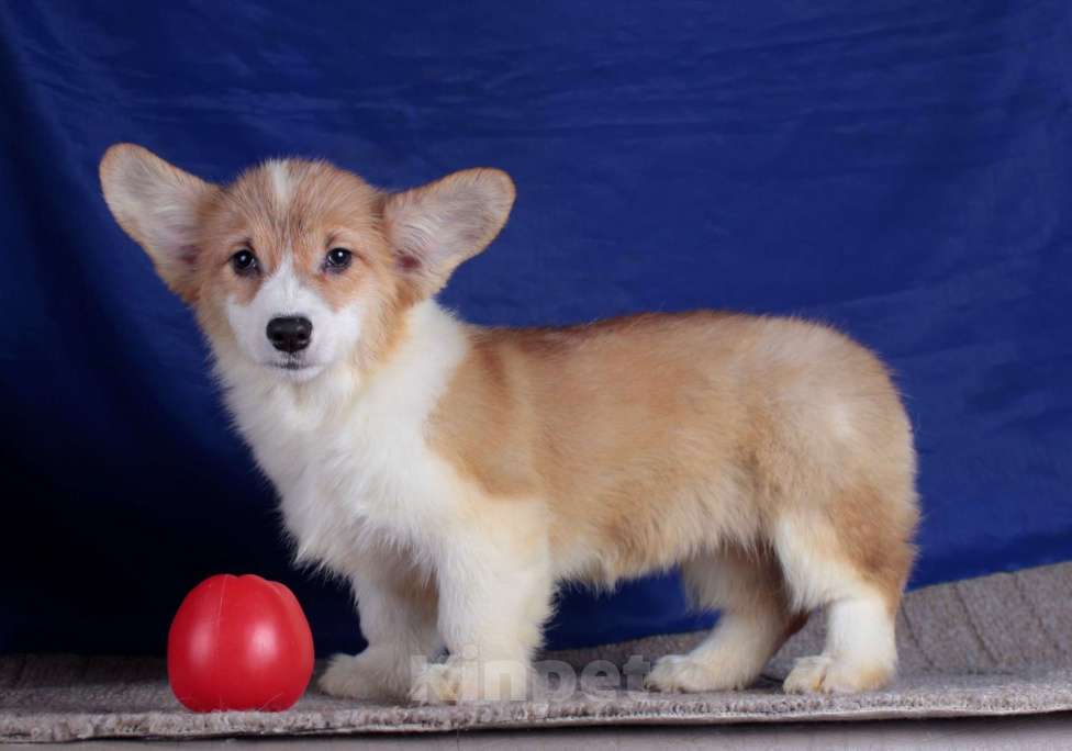 Собаки в Москве: вельш корги пемброк щенки от Интерчемпиона Девочка, 70 000 руб. - фото 5