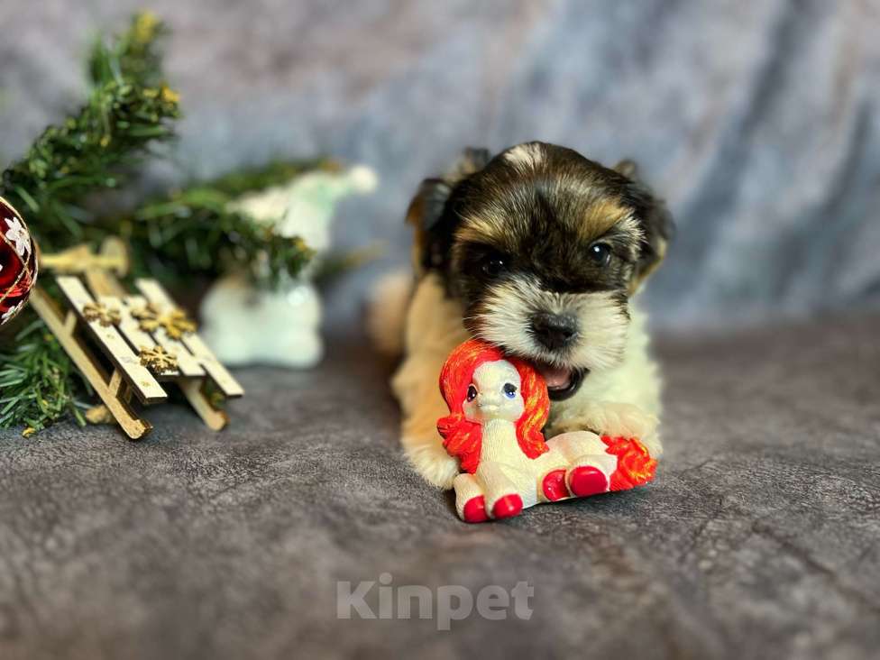 Собаки в Вологде: Щенок бивер терьера Мальчик, 45 000 руб. - фото 3