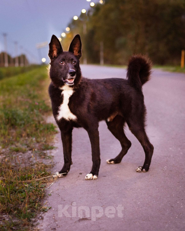 Собаки в Москве: Пуфик в поисках дома! Мальчик, Бесплатно - фото 5