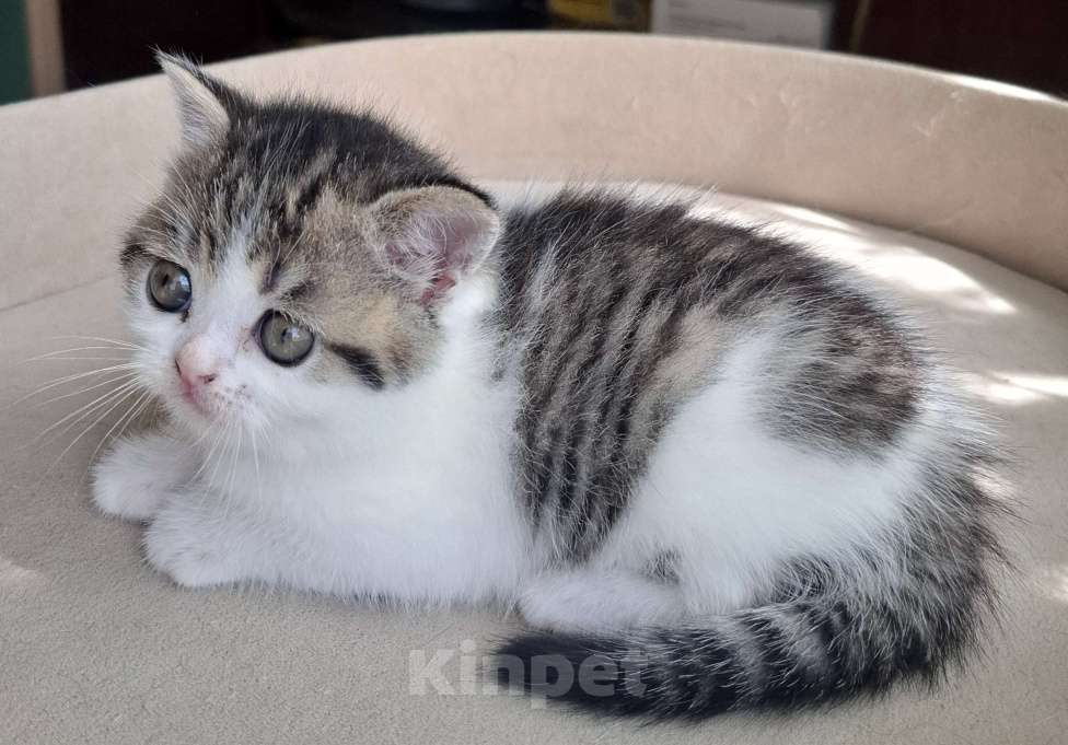 Кошки в Ярославле: Шотландская короткошерстная девочка. Девочка, 30 000 руб. - фото 4