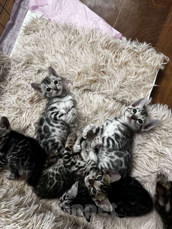 Кошки в Сургуте: Серебро Бенгалы  Девочка, 45 000 руб. - фото 2
