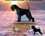 Собаки в Москве: Миттельшнауцер черного окраса Девочка, Бесплатно - фото 3