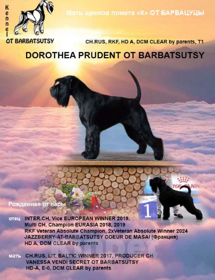 Собаки в Москве: Миттельшнауцер черного окраса Девочка, Бесплатно - фото 3