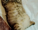 Кошки в Москве: кошка Девочка, Бесплатно - фото 1