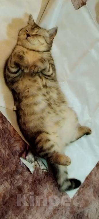 Кошки в Москве: кошка Девочка, Бесплатно - фото 1