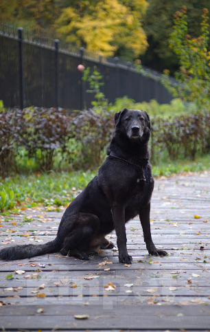 Собаки в Павловском Посаде: Собака в добрые руки Мальчик, Бесплатно - фото 6