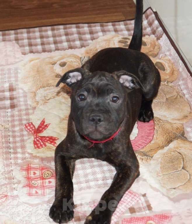 Собаки в Москве: Английский Стаффордширский Бультерьер Разнополые, 60 000 руб. - фото 2