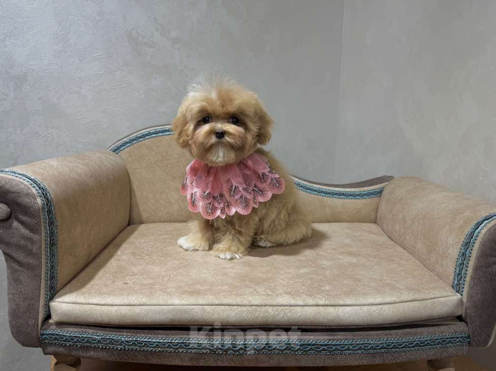 Собаки в Москве: Продается щенок Мальтипу девочка Девочка, 140 000 руб. - фото 3