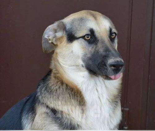 Собаки в Москве: Бесс и Брюс Девочка, Бесплатно - фото 4