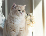 Кошки в Владивостоке: Шикарный британский котёнок драгоценного окраса Мальчик, 100 000 руб. - фото 3