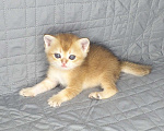 Кошки в Москве: Шотландские вислоухие котята Девочка, 70 000 руб. - фото 4