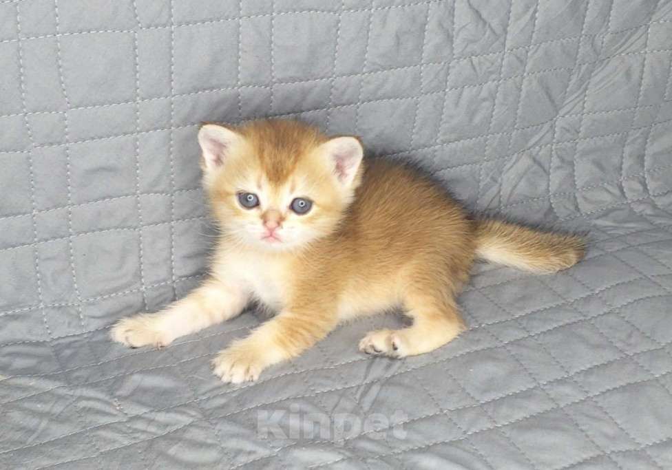 Кошки в Москве: Шотландские вислоухие котята Девочка, 70 000 руб. - фото 4