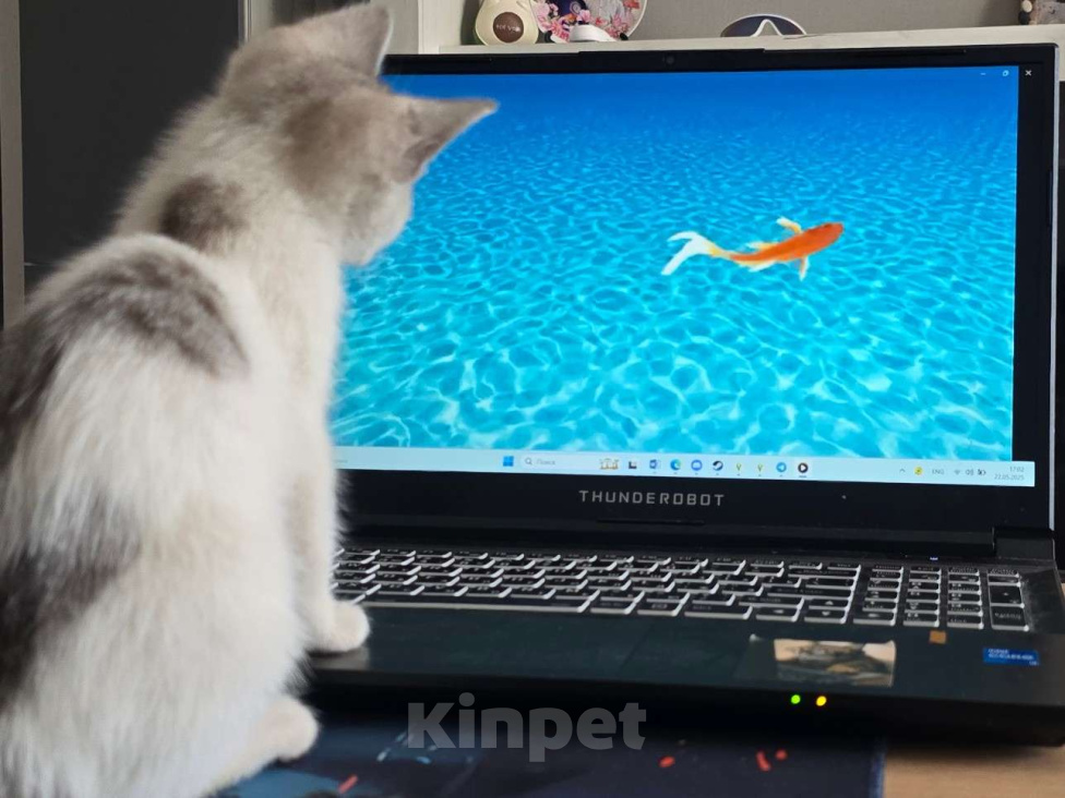 Кошки в Ростове-на-Дону: Девочка 1.5 месяца ищет дом Девочка, Бесплатно - фото 2