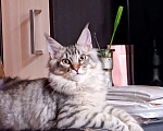 Кошки в Москве: Котенок Мейн кун. Мальчик, 60 000 руб. - фото 7