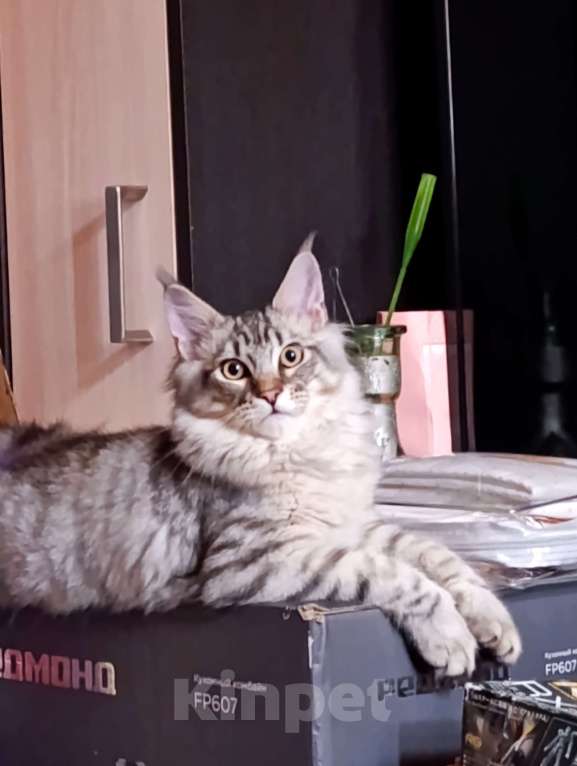 Кошки в Москве: Котенок Мейн кун. Мальчик, 60 000 руб. - фото 7