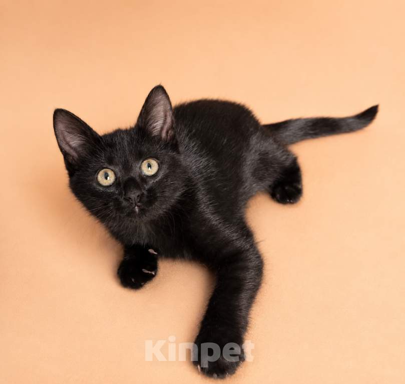 Кошки в Химках: Котенок Агата в добрые руки Девочка, Бесплатно - фото 1
