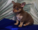 Собаки в Москве: Девочка чихуа молочный шоколад Девочка, 40 000 руб. - фото 3