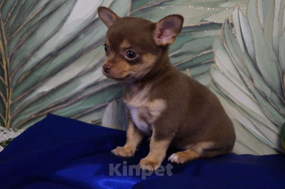 Собаки в Москве: Девочка чихуа молочный шоколад Девочка, 40 000 руб. - фото 3