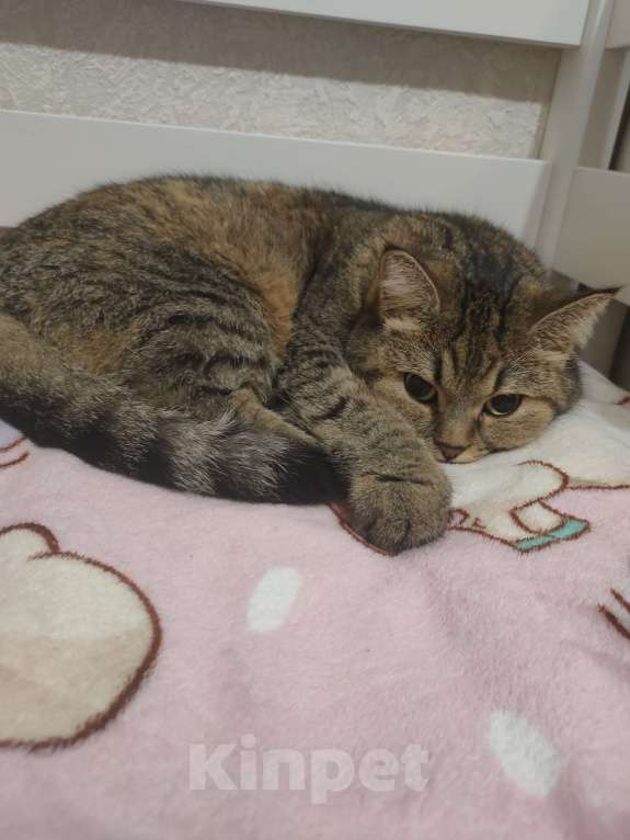 Кошки в Кирове: Отдам кошечку в добрые руки Девочка, Бесплатно - фото 1