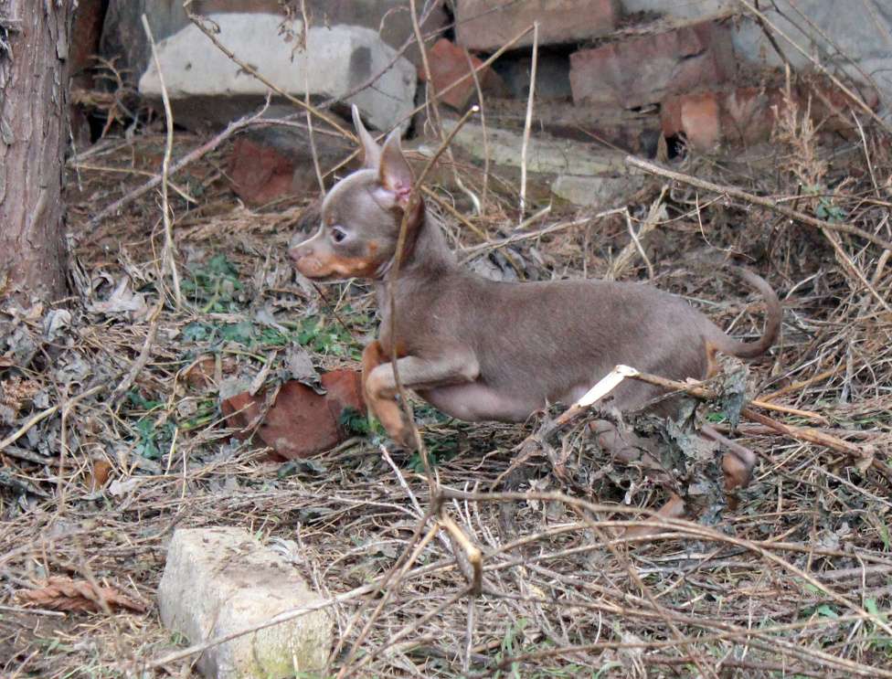 Собаки в Волгограде: Лиловые мальчики мини Мальчик, 30 000 руб. - фото 5