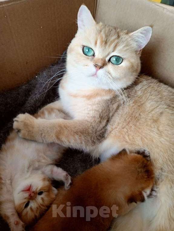 Кошки в Туапсе: Шотландский вислоухий котик ищет семью Мальчик, 55 000 руб. - фото 8