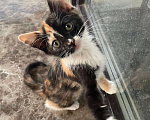 Кошки в Москве: Котенок в добрые руки Девочка, Бесплатно - фото 7