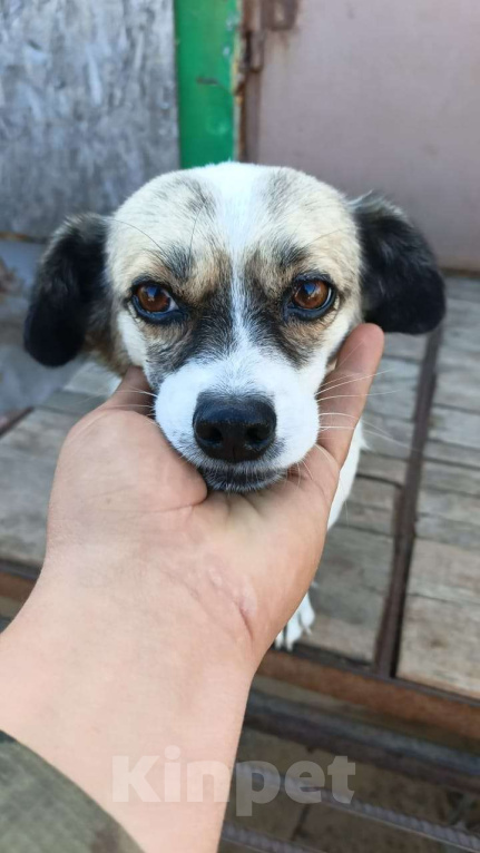 Собаки в Москве: Маленькая собачка в добрые руки Девочка, Бесплатно - фото 2