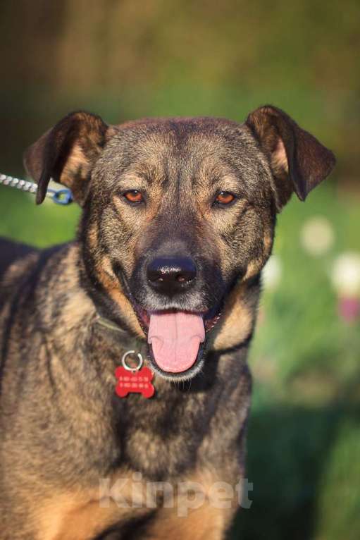 Собаки в Москве: Куша Девочка, Бесплатно - фото 4