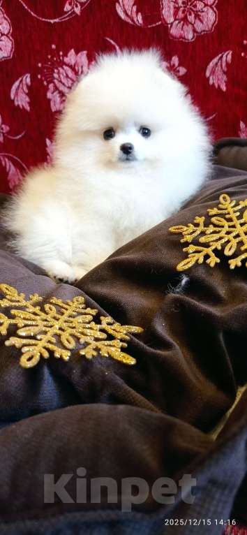 Собаки в Москве: Померанский шпиц красивая белая девочка с документами Девочка, 60 000 руб. - фото 5