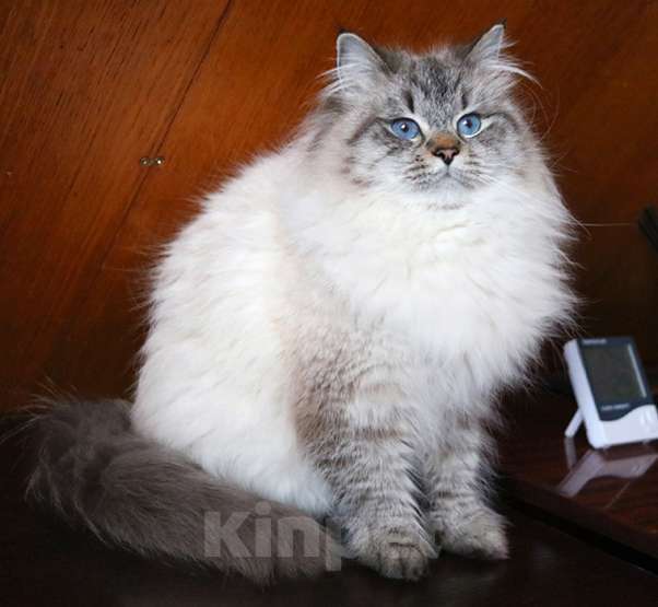 Кошки в Москве: Кошка Кенди Девочка, Бесплатно - фото 1