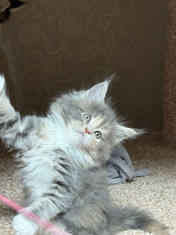 ОТКРЫТО РЕЗЕРВИРОВАНИЕ КОТЯТ