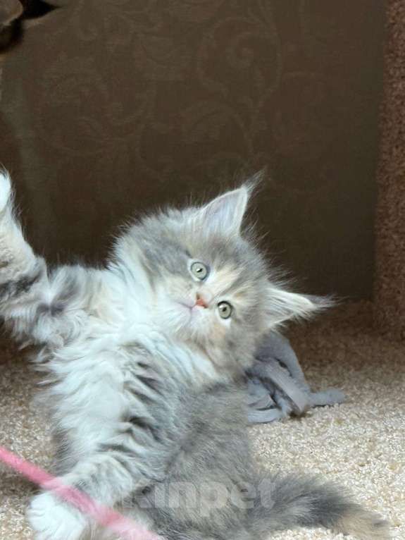 Кошки в Новосибирске: ОТКРЫТО РЕЗЕРВИРОВАНИЕ КОТЯТ Девочка, Бесплатно - фото 1