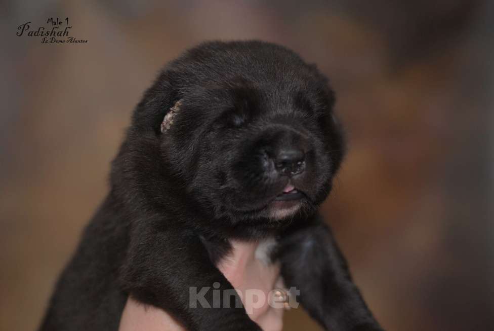 Собаки в Москве: Черный кобель сао Мальчик, Бесплатно - фото 2