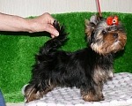 Собаки в Королеве: Мальчик йорк Мальчик, 35 000 руб. - фото 2