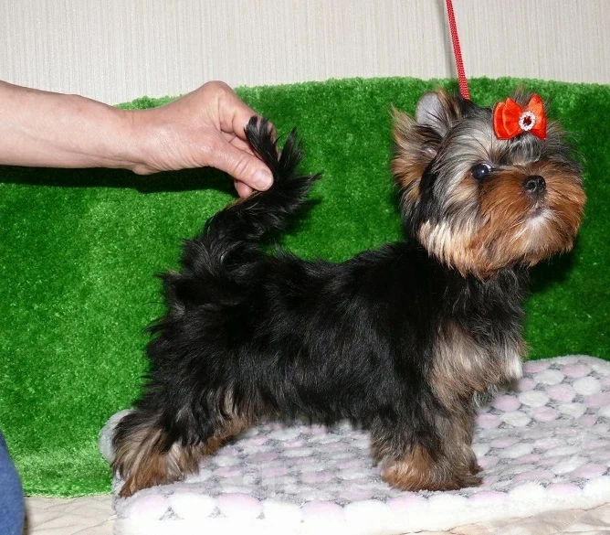 Собаки в Королеве: Мальчик йорк Мальчик, 35 000 руб. - фото 2